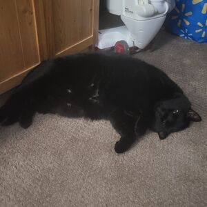 Like This Photo To Be Notified When I Go Live  5$ Starts On Everything!